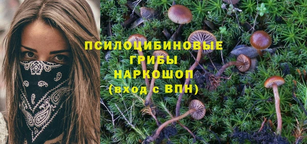 прущие грибы Армянск